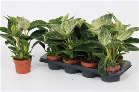 ᐉ Растение Филодендрон микс d17/h50 • Купить в Киеве, Украине • Лучшая ...