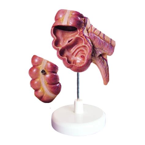 Appendix And Caecum Model