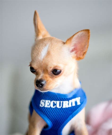 45 best MY LITTLE CHIWAWA images on Pinterest | Little dogs, Chiwawa ...