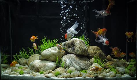 Images For Cool Goldfish Tank Ideas Goudvis Vissen Aquascaping