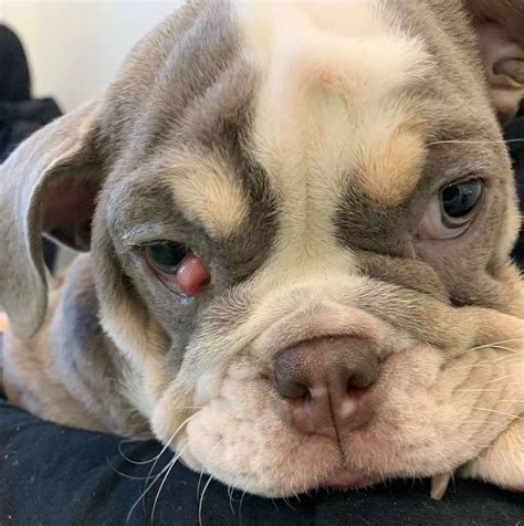 Cherry Eye Treatment In Wolverhampton - Shawhall