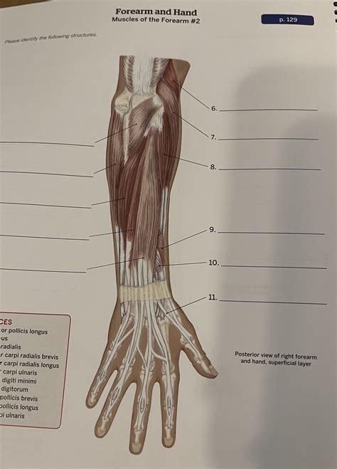 Muscles Of The Forearm 2 Diagram Quizlet