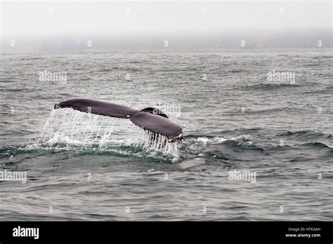 The tail of a whail emerging from the waters Stock Photo - Alamy