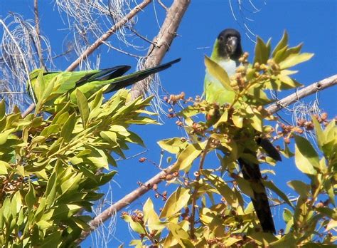 Southwest Florida Shoreline Studies Black Hooded Parakeets