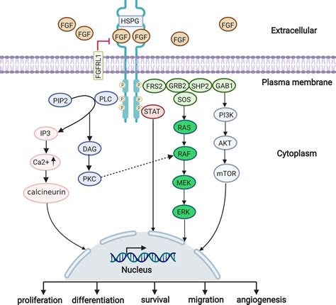 Inhibition Of Fgffgfr And Vegfvegfr Signalling In Cancer Treatment