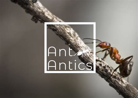 Queen Ants Ant Antics