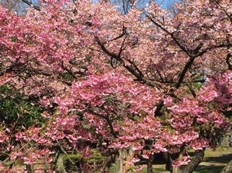 濃い赤色が特徴の早咲きの桜「カンヒザクラ」が見られるおすすめの花見スポット6選（画像78 ウォーカープラス