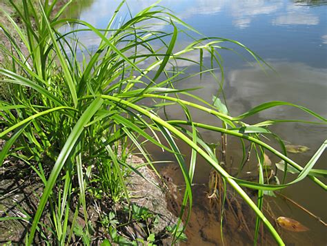 Камыш / Декоративные злаки и травы / Энциклопедия растений / FloraPedia ...