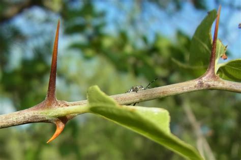 Lead with Humanity | OUR CONNECTION TO AFRICA’S BUFFALO THORN