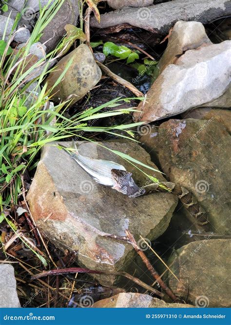 Water Snake Eating a Fish stock photo. Image of soil - 255971310