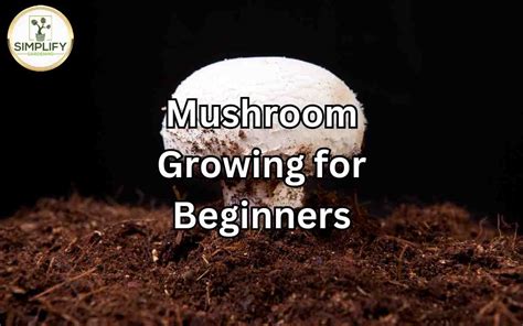 Mushroom Growing for Beginners: Everything You Need to Know - Simplify