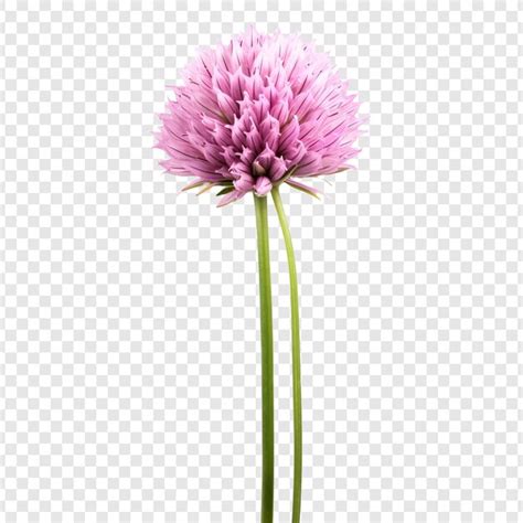 Strona Allium Giganteum Zdj Cia Darmowe Pobieranie Na Freepik