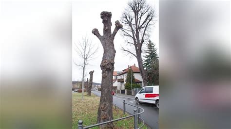 Linden in der Jenaer Seidelstraße haben ein Schnittstellenproblem