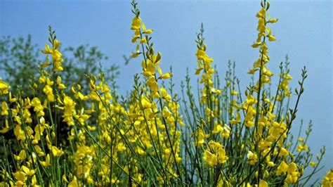 Žukva – Blog Muzeja i galerija Konavala