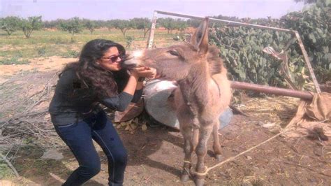 Girl And Donkey Funny Kissing Picture - Girl Kissing Donkey - 1920x1080 ...