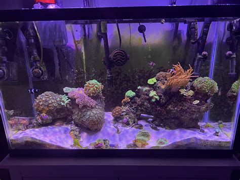 I’ll never look at my tank the same way I did : r/ReefTank