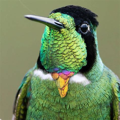 Well Dressed Bird Rgusandeddy