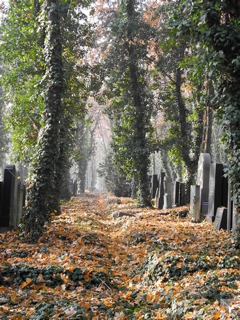 1080P Cemetery Scenics Nature Tranquility Gods Acre Grave Tree