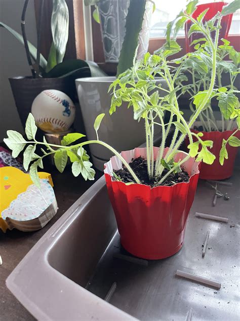 Cherry tomato seedlings got super leggy - am I screwed? First time