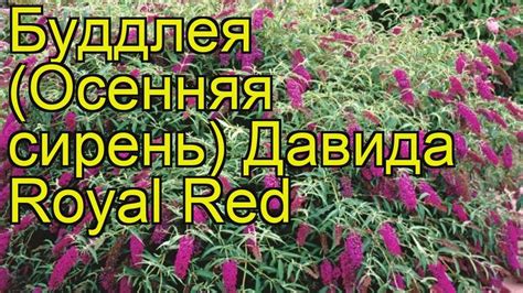 Буддлея давида Роял Ред. Краткий обзор, описание характеристик buddleja ...