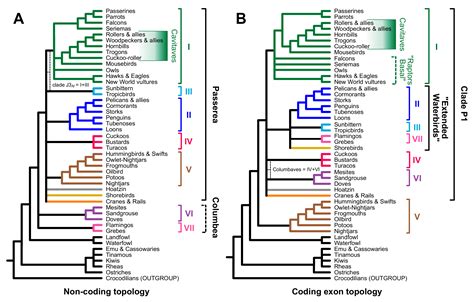 Birds Free Full Text Data Types And The Phylogeny Of Neoaves