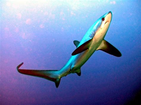 Thresher Shark – "OCEAN TREASURES" Memorial Library