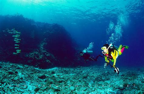 Cabo San Lucas Diving in January