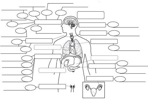 Concept Map Endocrine System Concept Map Endocrine