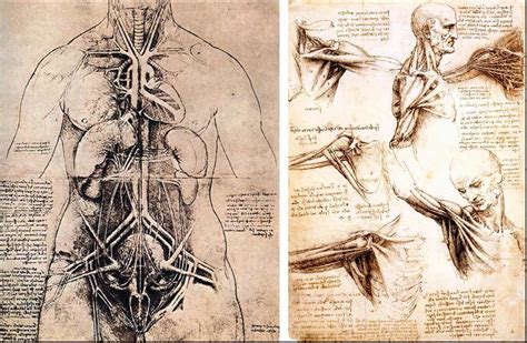 Leonardo Da Vinci Anatomical