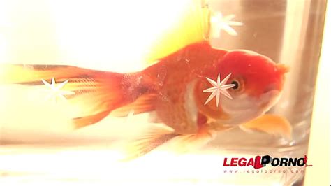 黒犬のロシア語 Search XVIDEOS