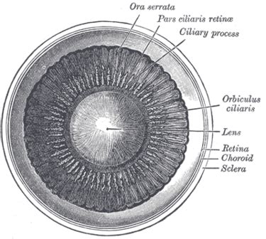 how to pronounce ciliary