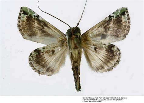 Borneo