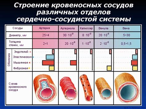 Физиология сердечно- сосудистой системы - презентация онлайн