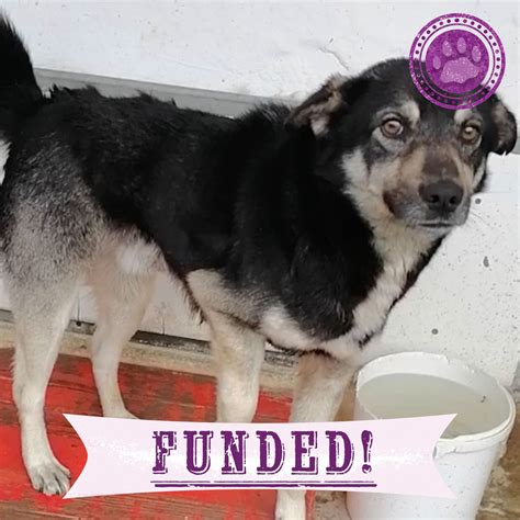 Funded - Help Playful Brisko Heal After Hit & Run | GreaterGood