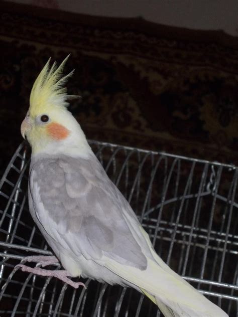 Корелла девочка (28 фото) - красивые фото и картинки pofoto.club