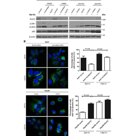 Sulf Induces Autophagic Flux A Western Blot Analysis Shows