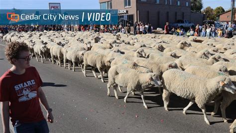 Photo Gallery Thousands Flock To Watch Cedar Citys Sheep Parade