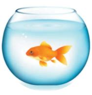 water  swim  wwsi zoom swcap