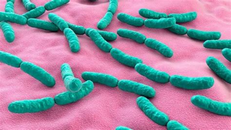 Lactobacillus casei (Лактобацилус Казей) характеристика бактерии