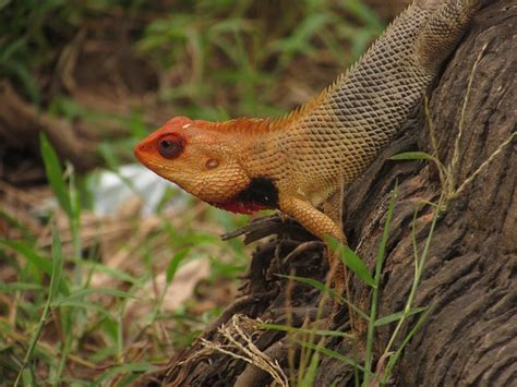 Chameleon Lizard Orange - Free photo on Pixabay - Pixabay