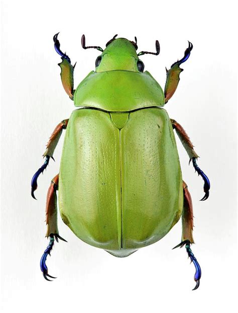 Female Jewel Scarab Beetle Photograph by Pascal Goetgheluck/science ...