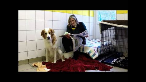 Dogs Trust Shoreham Prince Youtube