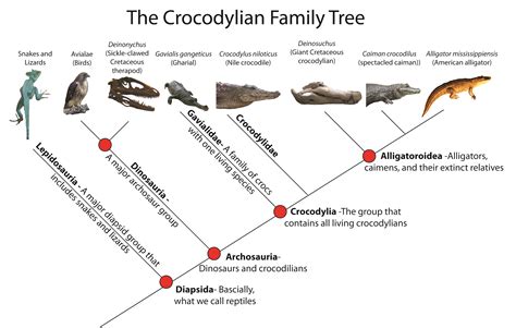 Alligator Family Tree Map