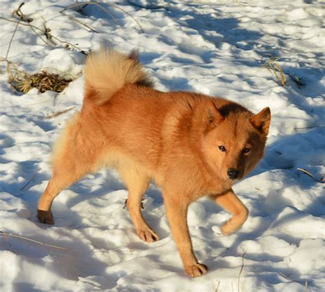 Финский шпиц - 73 фото