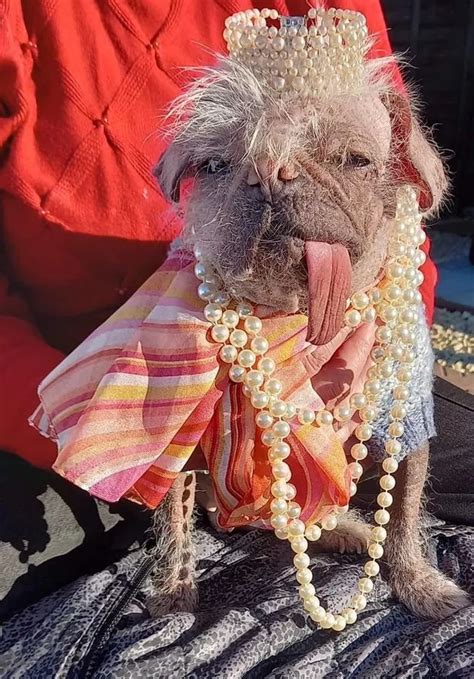 Peggy Crowned Britains Ugliest Dog As Judges Say They Have Discovered