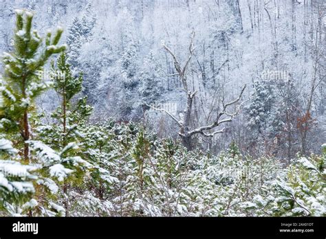 Dead Plants In Winter Hi Res Stock Photography And Images Alamy