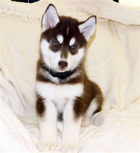 The Adventures Of Hot Rod Todd Appreciate The Adventure