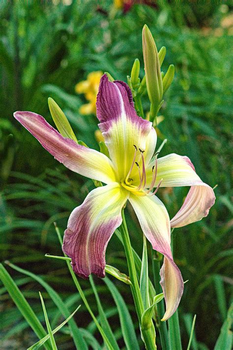 Purple Tipped Spider Lily Photograph By Douglas Barnett