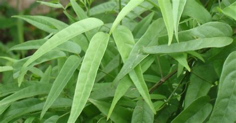 Para Que Serve O Pariri - Chá de pariri: para que serve e como usar essa planta medicinal