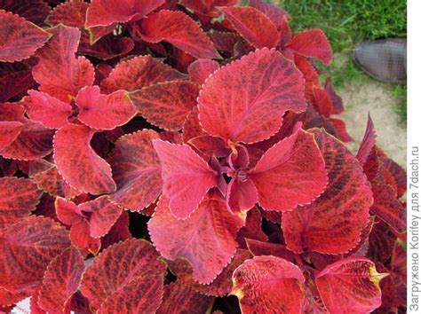 Яркие летние колеусы